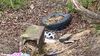 Muell im Wald